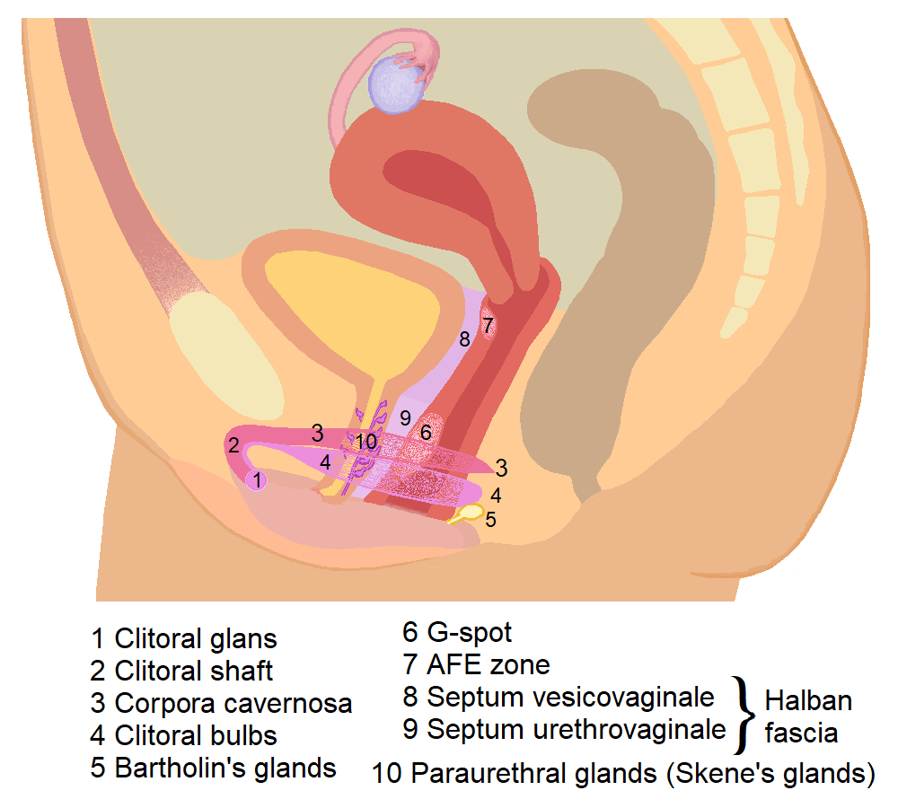 the relationship between the external clitoris and where a Woman's G-Spot is