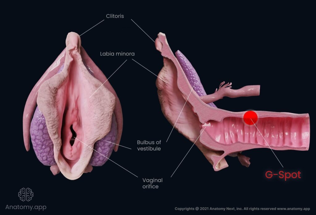 Showing of he location of where a Woman's G-Spot is.