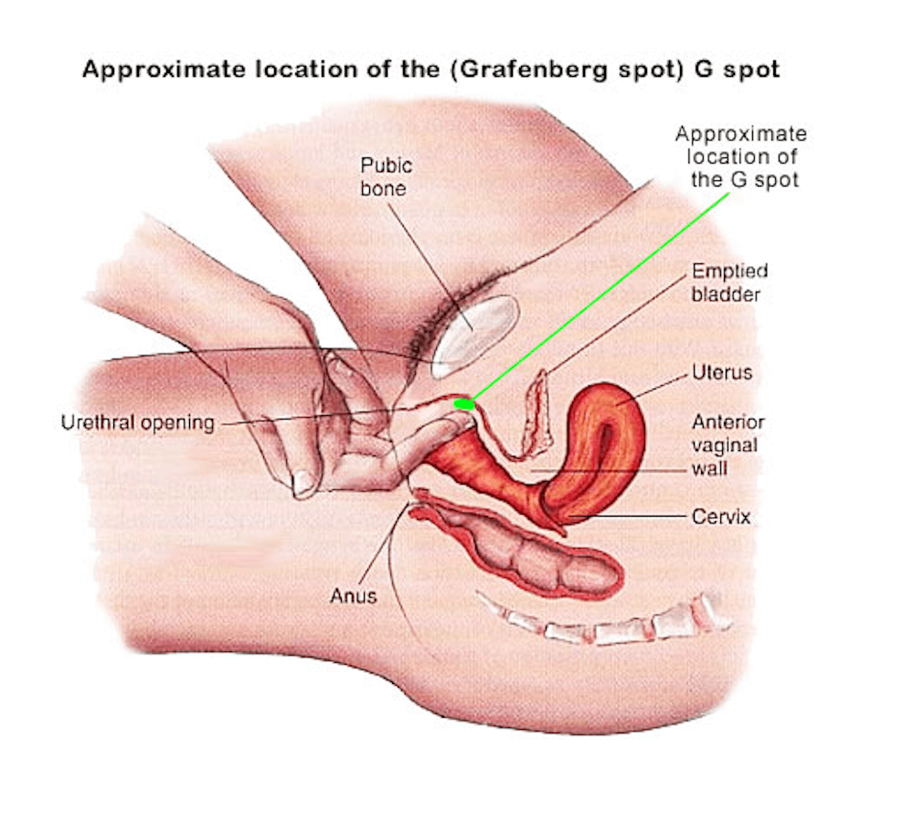 Approximate location of where a Woman's G-Spot is